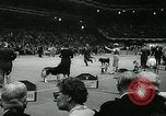 Immagine di Westminster Kennel Club Dog Show event New York United States USA, 1963, secondo 31 filmato di repertorio 65675039116
