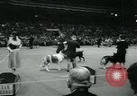 Immagine di Westminster Kennel Club Dog Show event New York United States USA, 1963, secondo 33 filmato di repertorio 65675039116