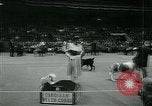 Immagine di Westminster Kennel Club Dog Show event New York United States USA, 1963, secondo 34 filmato di repertorio 65675039116