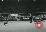 Immagine di Westminster Kennel Club Dog Show event New York United States USA, 1963, secondo 37 filmato di repertorio 65675039116
