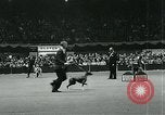 Immagine di Westminster Kennel Club Dog Show event New York United States USA, 1963, secondo 38 filmato di repertorio 65675039116