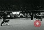 Immagine di Westminster Kennel Club Dog Show event New York United States USA, 1963, secondo 40 filmato di repertorio 65675039116