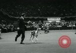 Immagine di Westminster Kennel Club Dog Show event New York United States USA, 1963, secondo 44 filmato di repertorio 65675039116