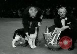 Immagine di Westminster Kennel Club Dog Show event New York United States USA, 1963, secondo 47 filmato di repertorio 65675039116
