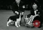Immagine di Westminster Kennel Club Dog Show event New York United States USA, 1963, secondo 48 filmato di repertorio 65675039116