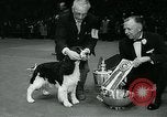 Immagine di Westminster Kennel Club Dog Show event New York United States USA, 1963, secondo 49 filmato di repertorio 65675039116