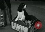 Immagine di Westminster Kennel Club Dog Show event New York United States USA, 1963, secondo 55 filmato di repertorio 65675039116