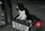 Immagine di Westminster Kennel Club Dog Show event New York United States USA, 1963, secondo 56 filmato di repertorio 65675039116