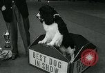 Immagine di Westminster Kennel Club Dog Show event New York United States USA, 1963, secondo 57 filmato di repertorio 65675039116