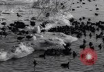 Standbild Blizzards Europa, 1963, aus Sekunde 33 historischem Filmmaterial Videoclip 65675039139