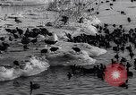 Standbild Blizzards Europa, 1963, aus Sekunde 35 historischem Filmmaterial Videoclip 65675039139