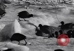 Standbild Blizzards Europa, 1963, aus Sekunde 36 historischem Filmmaterial Videoclip 65675039139