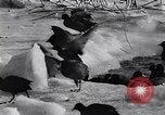 Standbild Blizzards Europa, 1963, aus Sekunde 37 historischem Filmmaterial Videoclip 65675039139