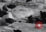 Standbild Blizzards Europa, 1963, aus Sekunde 38 historischem Filmmaterial Videoclip 65675039139