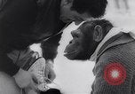 Image of chimp Germany, 1963, second 10 stock footage video 65675039148