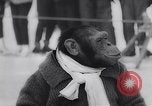 Image of chimp Germany, 1963, second 14 stock footage video 65675039148
