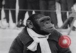 Image of chimp Germany, 1963, second 15 stock footage video 65675039148
