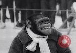 Image of chimp Germany, 1963, second 16 stock footage video 65675039148