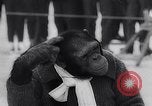Image of chimp Germany, 1963, second 18 stock footage video 65675039148