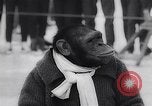 Image of chimp Germany, 1963, second 19 stock footage video 65675039148