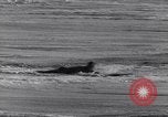 Standbild Surf-boarding baskische Küste Frankreich, 1963, aus Sekunde 30 historischem Filmmaterial Videoclip 65675039206