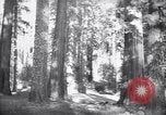 Standbild Coast Redwood Bäumen California United States USA, 1940, aus Sekunde 1 historischem Filmmaterial Videoclip 65675039413