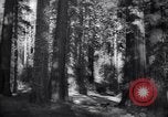 Standbild Coast Redwood Bäumen California United States USA, 1940, aus Sekunde 3 historischem Filmmaterial Videoclip 65675039413