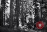 Standbild Coast Redwood Bäumen California United States USA, 1940, aus Sekunde 8 historischem Filmmaterial Videoclip 65675039413