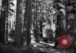 Standbild Coast Redwood Bäumen California United States USA, 1940, aus Sekunde 9 historischem Filmmaterial Videoclip 65675039413