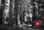 Standbild Coast Redwood Bäumen California United States USA, 1940, aus Sekunde 10 historischem Filmmaterial Videoclip 65675039413