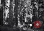Standbild Coast Redwood Bäumen California United States USA, 1940, aus Sekunde 12 historischem Filmmaterial Videoclip 65675039413