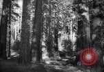 Standbild Coast Redwood Bäumen California United States USA, 1940, aus Sekunde 13 historischem Filmmaterial Videoclip 65675039413