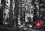 Standbild Coast Redwood Bäumen California United States USA, 1940, aus Sekunde 14 historischem Filmmaterial Videoclip 65675039413