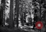 Standbild Coast Redwood Bäumen California United States USA, 1940, aus Sekunde 17 historischem Filmmaterial Videoclip 65675039413