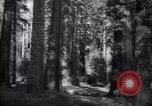 Standbild Coast Redwood Bäumen California United States USA, 1940, aus Sekunde 19 historischem Filmmaterial Videoclip 65675039413