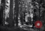 Standbild Coast Redwood Bäumen California United States USA, 1940, aus Sekunde 21 historischem Filmmaterial Videoclip 65675039413