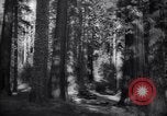 Standbild Coast Redwood Bäumen California United States USA, 1940, aus Sekunde 23 historischem Filmmaterial Videoclip 65675039413
