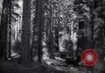 Standbild Coast Redwood Bäumen California United States USA, 1940, aus Sekunde 24 historischem Filmmaterial Videoclip 65675039413