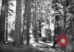Standbild Coast Redwood Bäumen California United States USA, 1940, aus Sekunde 26 historischem Filmmaterial Videoclip 65675039413