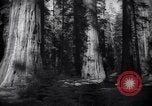 Standbild Coast Redwood Bäumen California United States USA, 1940, aus Sekunde 27 historischem Filmmaterial Videoclip 65675039413