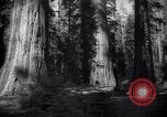 Standbild Coast Redwood Bäumen California United States USA, 1940, aus Sekunde 29 historischem Filmmaterial Videoclip 65675039413