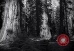 Standbild Coast Redwood Bäumen California United States USA, 1940, aus Sekunde 30 historischem Filmmaterial Videoclip 65675039413