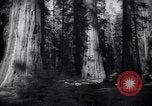 Standbild Coast Redwood Bäumen California United States USA, 1940, aus Sekunde 31 historischem Filmmaterial Videoclip 65675039413