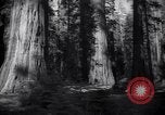 Standbild Coast Redwood Bäumen California United States USA, 1940, aus Sekunde 32 historischem Filmmaterial Videoclip 65675039413