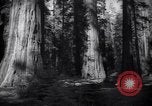 Standbild Coast Redwood Bäumen California United States USA, 1940, aus Sekunde 33 historischem Filmmaterial Videoclip 65675039413