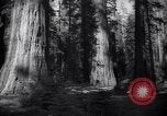 Standbild Coast Redwood Bäumen California United States USA, 1940, aus Sekunde 35 historischem Filmmaterial Videoclip 65675039413