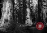 Standbild Coast Redwood Bäumen California United States USA, 1940, aus Sekunde 36 historischem Filmmaterial Videoclip 65675039413