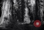 Standbild Coast Redwood Bäumen California United States USA, 1940, aus Sekunde 37 historischem Filmmaterial Videoclip 65675039413