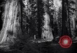 Standbild Coast Redwood Bäumen California United States USA, 1940, aus Sekunde 38 historischem Filmmaterial Videoclip 65675039413