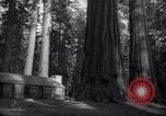 Standbild Coast Redwood Bäumen California United States USA, 1940, aus Sekunde 42 historischem Filmmaterial Videoclip 65675039413